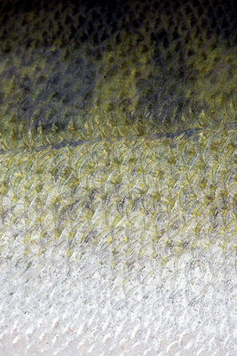 BUITEN BEELD Foto: 43778