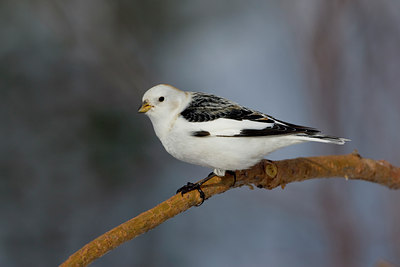 BUITEN BEELD Foto: 43831