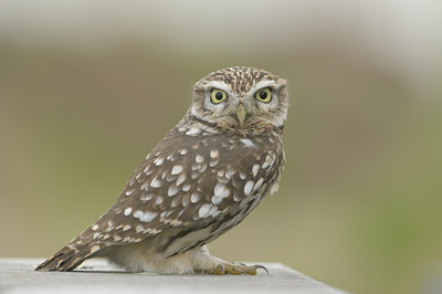 BUITEN BEELD Foto: 43840