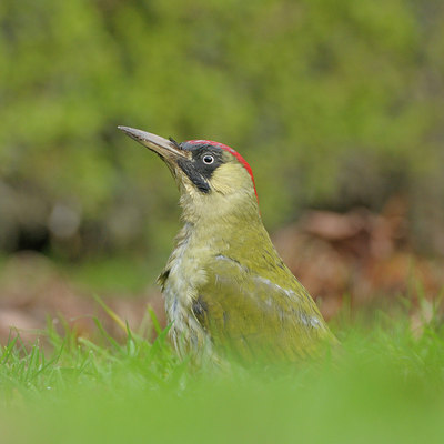 BUITEN BEELD Foto: 43841
