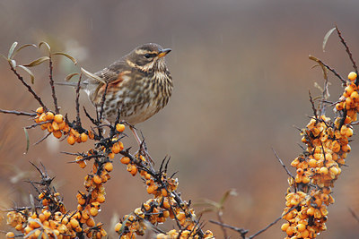 BUITEN BEELD Foto: 43844
