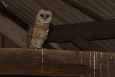 BUITEN BEELD Foto: 43851