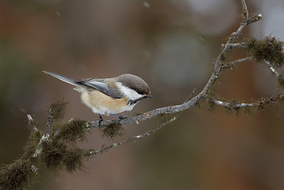 BUITEN BEELD Foto: 43853
