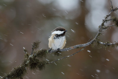 BUITEN BEELD Foto: 43855