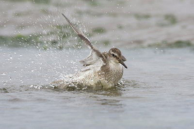 BUITEN BEELD Foto: 43859