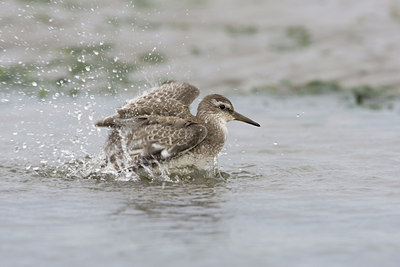 BUITEN BEELD Foto: 43860