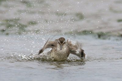 BUITEN BEELD Foto: 43861