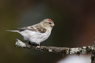 BUITEN BEELD Foto: 43865