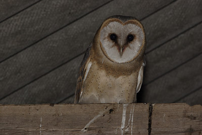 BUITEN BEELD Foto: 43866