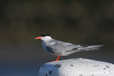 BUITEN BEELD Foto: 43873