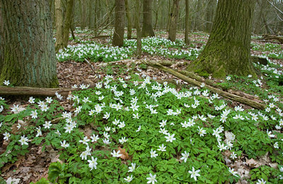 BUITEN BEELD Foto: 43907