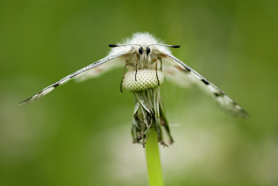 BUITEN BEELD Foto: 43916