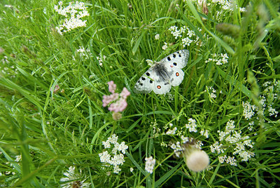 BUITEN BEELD Foto: 43917