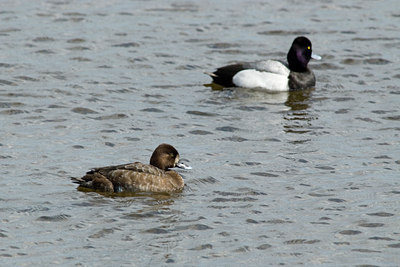 BUITEN BEELD Foto: 43923