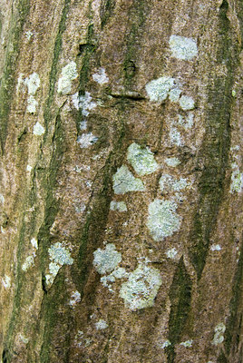 BUITEN BEELD Foto: 43943