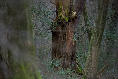 BUITEN BEELD Foto: 43962
