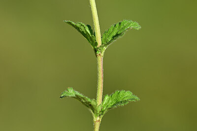 BUITEN BEELD Foto: 439003