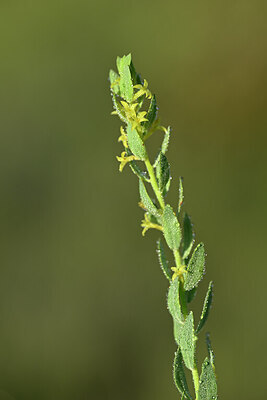 BUITEN BEELD Foto: 439006