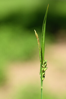 BUITEN BEELD Foto: 439008