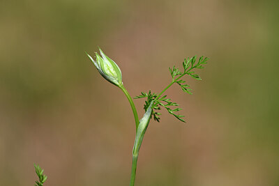 BUITEN BEELD Foto: 439009