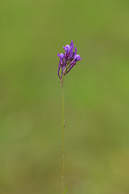 BUITEN BEELD Foto: 439010