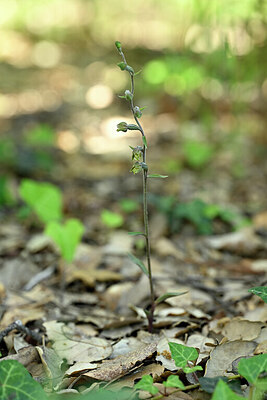 BUITEN BEELD Foto: 439011