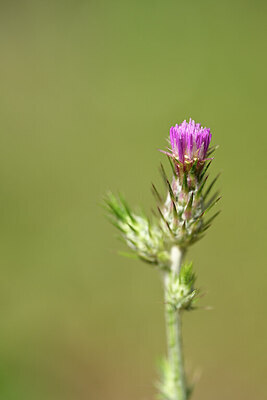 BUITEN BEELD Foto: 439013