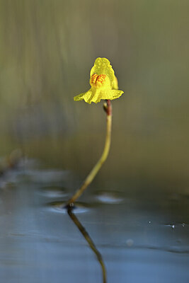 BUITEN BEELD Foto: 439014