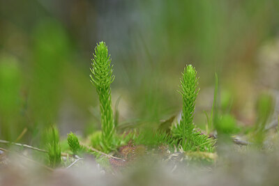 BUITEN BEELD Foto: 439016