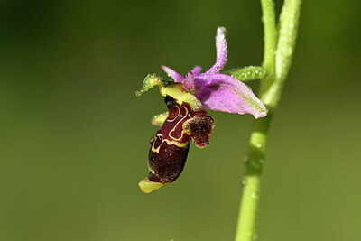 BUITEN BEELD Foto: 439022