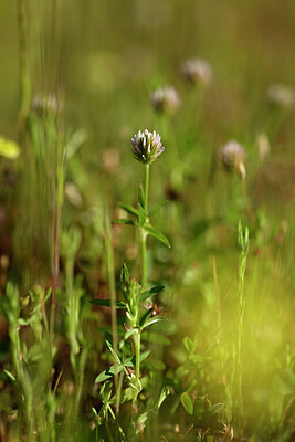 BUITEN BEELD Foto: 439024