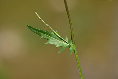 BUITEN BEELD Foto: 439025