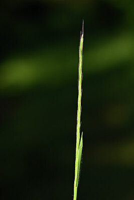 BUITEN BEELD Foto: 439027
