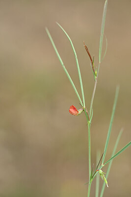 BUITEN BEELD Foto: 439033