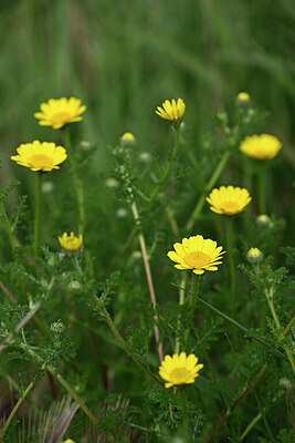 BUITEN BEELD Foto: 439034