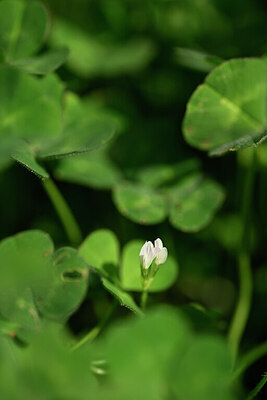 BUITEN BEELD Foto: 439037