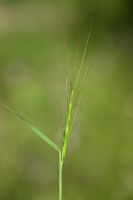 BUITEN BEELD Foto: 439039