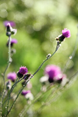 BUITEN BEELD Foto: 439040