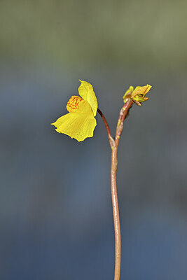 BUITEN BEELD Foto: 439041