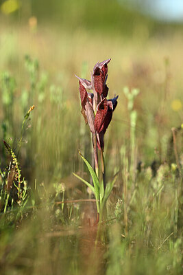 BUITEN BEELD Foto: 439043
