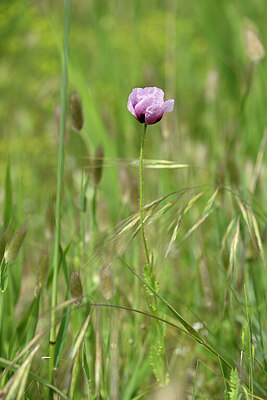 BUITEN BEELD Foto: 439044