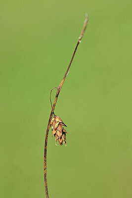 BUITEN BEELD Foto: 439048