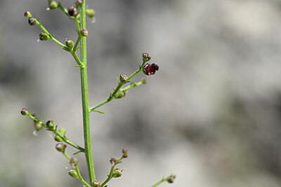 BUITEN BEELD Foto: 439050