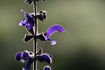 BUITEN BEELD Foto: 439051