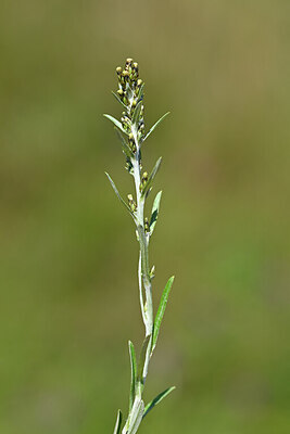 BUITEN BEELD Foto: 439053