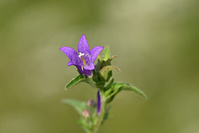 BUITEN BEELD Foto: 439059