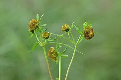 BUITEN BEELD Foto: 439067