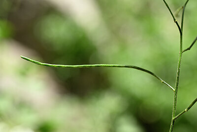 BUITEN BEELD Foto: 439070