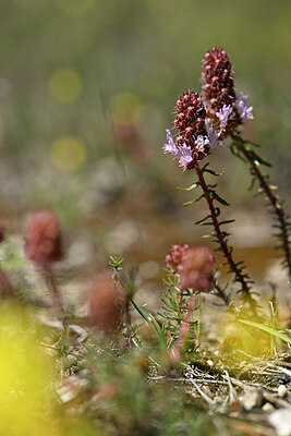 BUITEN BEELD Foto: 439071