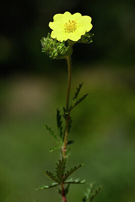 BUITEN BEELD Foto: 439073